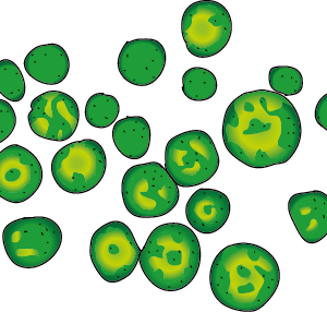 Chlorella
