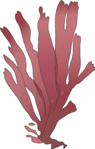 Dulse