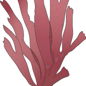 Dulse