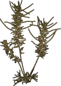 Hijiki