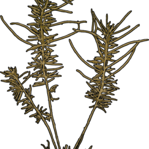 Hijiki