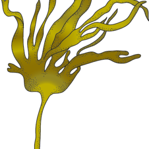 Kombu