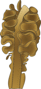 Mekabu