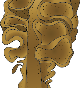Mekabu