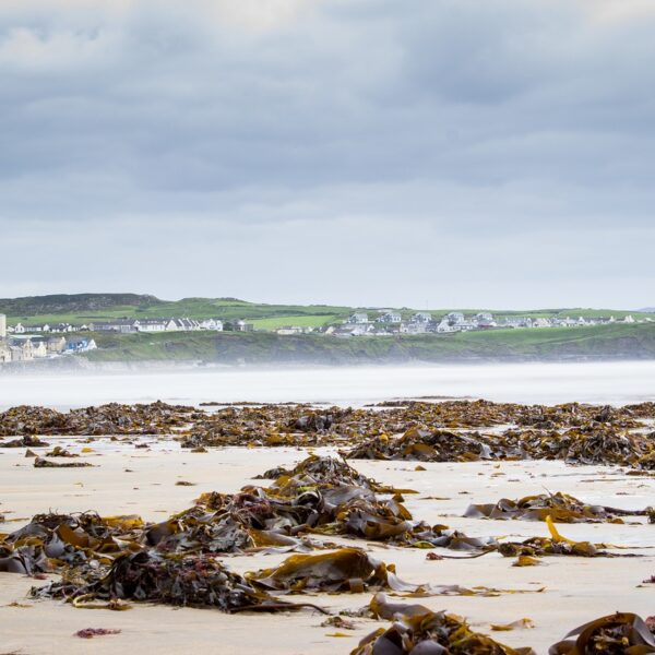 Woher stammen unsere Algen? Irland