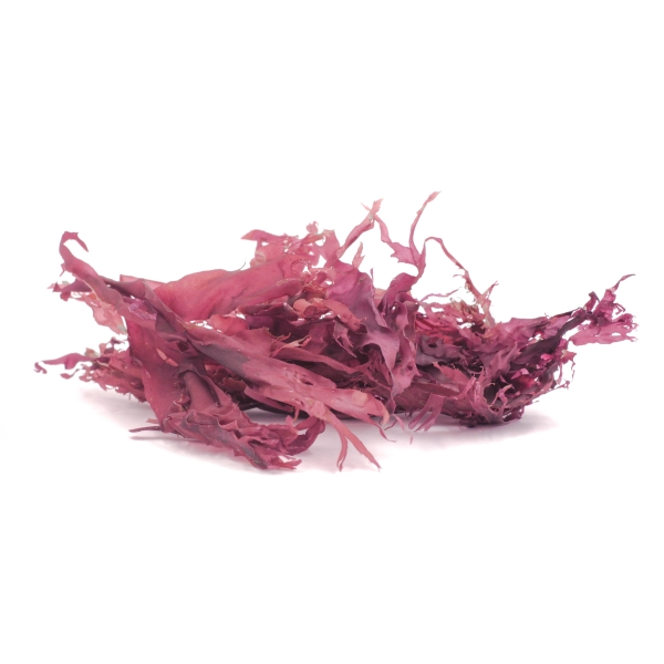 Dulse Blätter