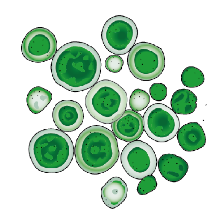 Kombu geschmackvolle Algenküche Algenladen