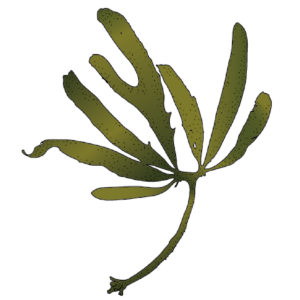 Kombu geschmackvolle Algenküche Algenladen